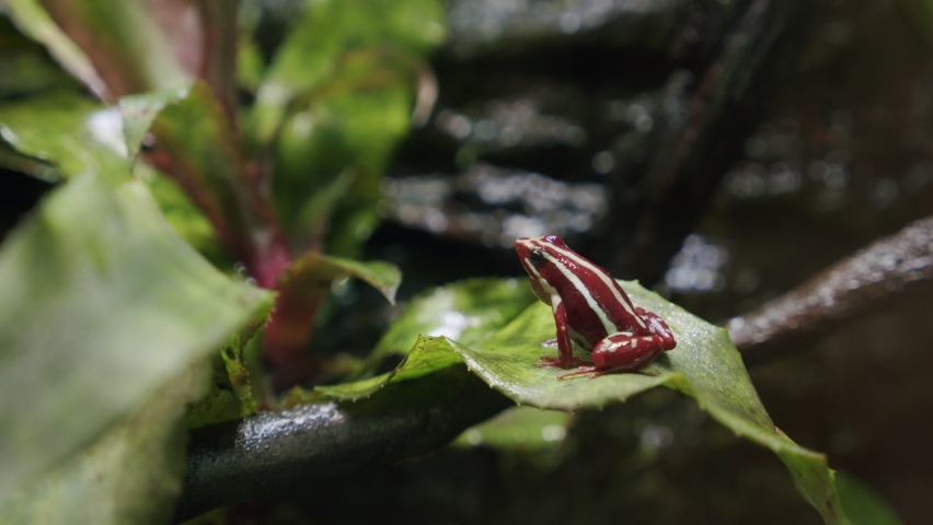 Red and white striped Anthony
