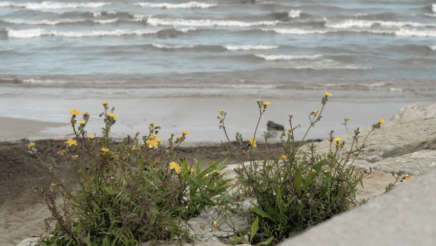 Yellow flowers growing among the rocks on the coast and swaying in the wind, wavy sea in the background