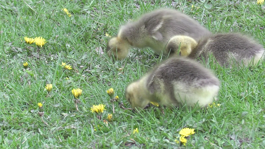 Markham, Ontario, Canada May 2021 Canada geese with baby goslings in city park
