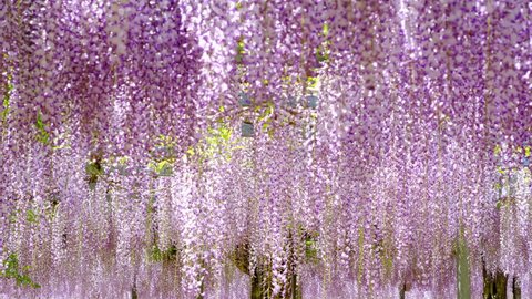 Beautiful wisteria flowers swaying in the quiet breeze