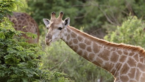 Medium shot of a female giraffe eating leaves, Greater Kruger Park.