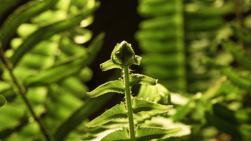 Cinematic dynamic motion controlled time-lapse footage of delicate fern slowly unfurling new growth. Royalty-Free Stock Footage #1071929944