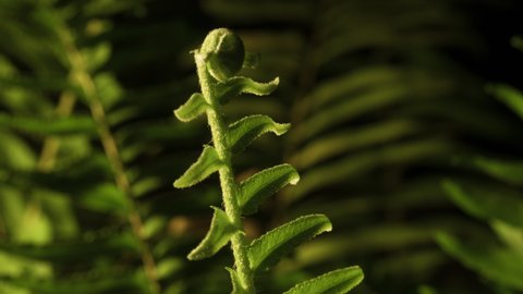 Cinematic dynamic motion controlled time-lapse footage of delicate fern slowly unfurling new growth.