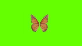 Colorful Butterfly Wings On Green Screen Background 4k Animation Stock Footage. 3D Butterfly Stock Videos.