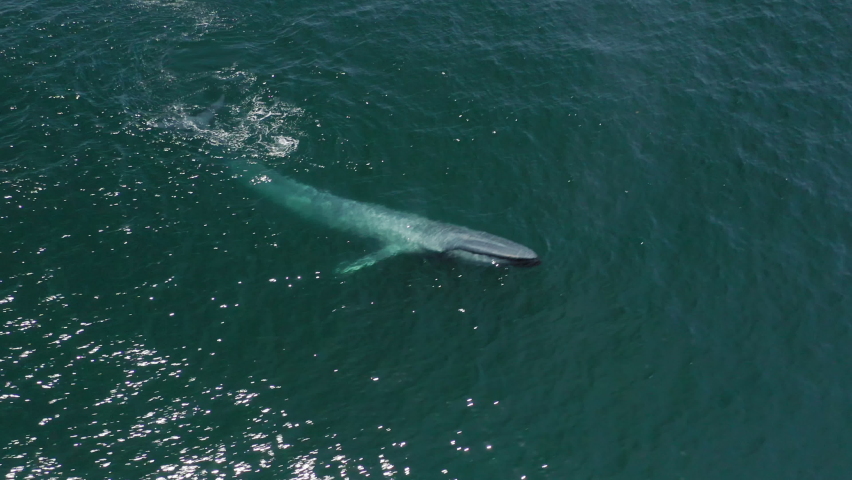 Aerial drone top down view beautiful large blue whale breathing with fountain of water and diving in Pacific ocean, migration to Alaska. Unique endangered mammal in wild ocean, ecosystem footage 4K Royalty-Free Stock Footage #1071935140