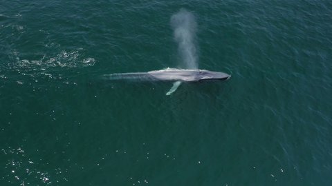 Aerial drone top down view beautiful large blue whale breathing with fountain of water and diving in Pacific ocean, migration to Alaska. Unique endangered mammal in wild ocean, ecosystem footage 4K