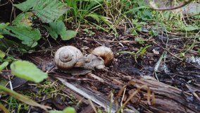 Two snails on ground. Pair of big slugs Helix pomatia on land in summer forest