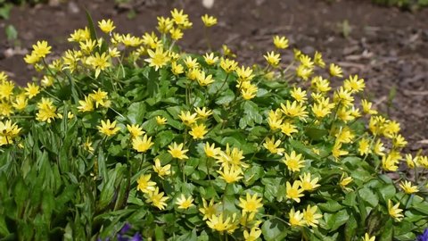 Lesser celandine (Ficaria verna) with yellow flowers and flower flies in the garden 