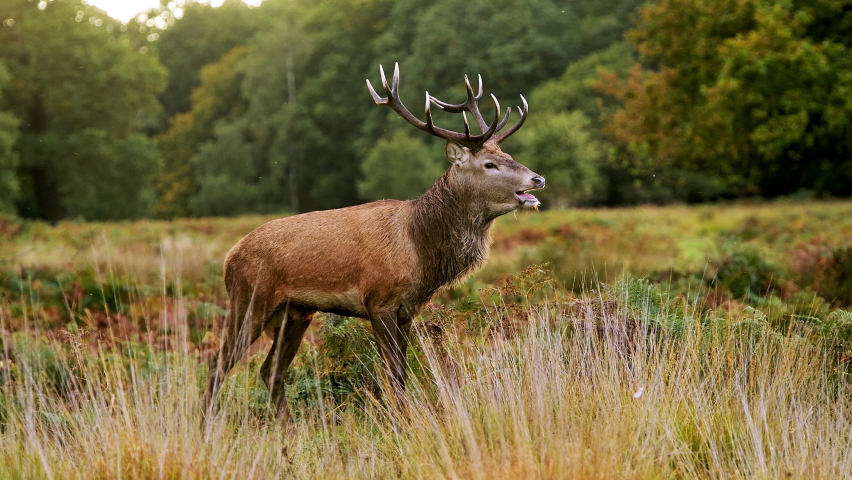 Male Red Deer Stag (cervus elaphus) during deer rut in beautiful fern and forest landscape and scenery, British wildlife in England, UK Royalty-Free Stock Footage #1071941983