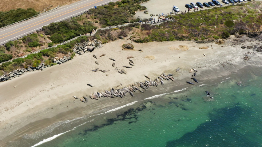Huge group of Elephant Seals at the beach by Elephant Seal Rookery, California