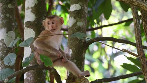 Northern Pig-tailed Macaque, Macaca leonina, Khao Yai National Park; 4K footage of a young Macaque scratching its tail and even pulling something that's causing the itch and then turns to its left.