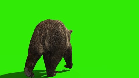 Bear Walks Green Screen Back 3D Rendering Animation 4K