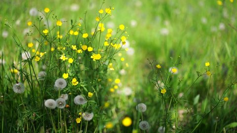 green meadow in summer with yellow flowers and white dandelion frames 