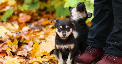 Two black puppies are sitting on the autumn maple leaves in the autumn park. Homeless dogs have fun walking in the street