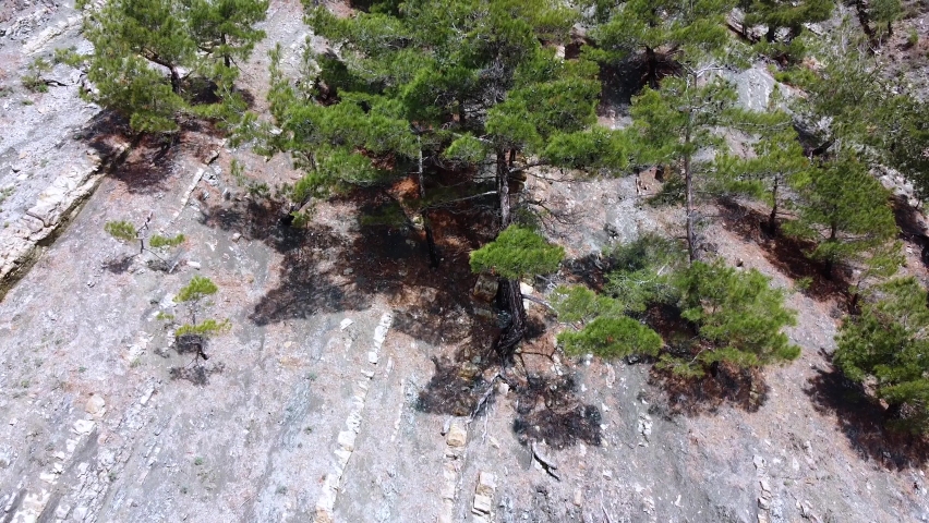 Pine trees grow on the rock. Layered rock formation, geological rock 