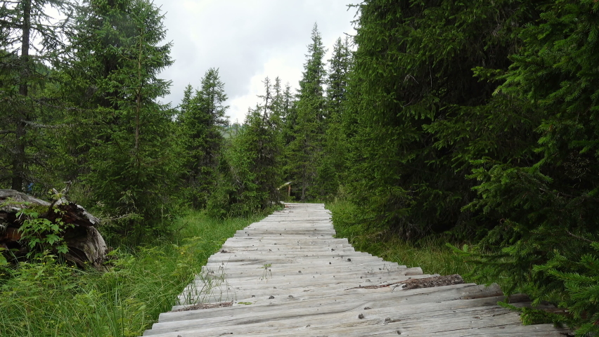 girl hiker walking by the wooden log walkway path at the pine forest with the swamp
