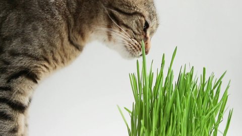 A spotted cat with an appetite eats grass at home from a pot. Sprouted oats for the health and vitamins of pets.