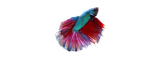 Slow motion of Siamese fighting fish (Betta splendens) on white background, well known name is Plakat Thai, Betta is a species in the gourami family, which is a popular fish in the aquarium trade 