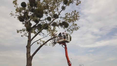 Two service workers cutting down big tree branches with chainsaw from high chair lift crane platform. Deforestation and gardening concept.