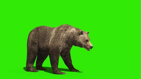 Bear Attacks Green Screen Side 3D Rendering Animation 4K