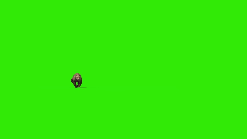 Bear Runs Green Screen Front 3D Rendering Animation 4K | Shutterstock HD Video #1071952183