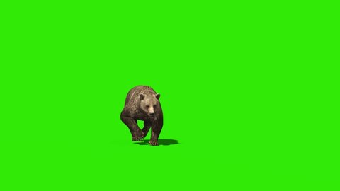 Bear Runs Green Screen Front 3D Rendering Animation 4K