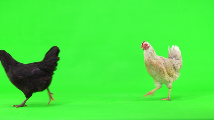 Gray and black chickens run out onto the green screen, run from right to left