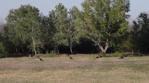 Group of Hooded Crows (Corvus cornix) gather and walk together in a meadow 