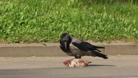hooded crow (Corvus cornix) eats a rat on the street in the summer in the city.