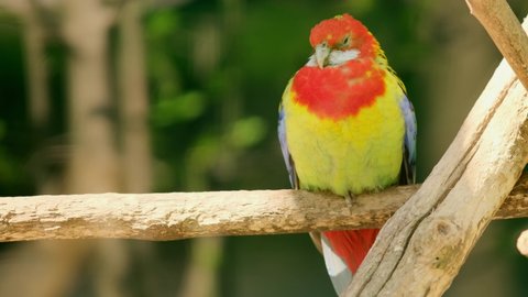 A bright red and yellow eastern rosella (Platycercus eximius) sleeping. parrot or parakeet is a rosella native to southeast of the Australian continent and to Tasmania.