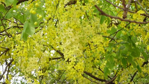 Cassia fistula, known as the golden rain tree, canafistula, and in Bangladesh it’s known as Sonalu ful, is in full bloom at some park in Dhaka, Bangladesh. Yellow flower background. Slow-motion video.