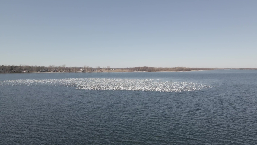 White geeses in motion, group symphony.