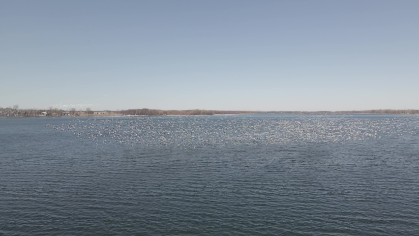 Flying among white geese with drone