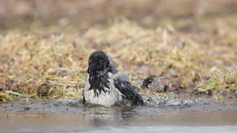 bird hooded crow (Corvus cornix) bathes in a puddle.
