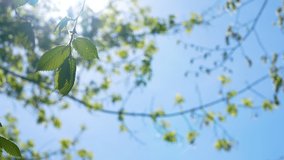Closeup view 4k stock video footage of beautiful fresh green spring leaves of trees isolated on sunny clear blue sky background. Soft morning sun shines in back. Abstract natural springtime backdrop