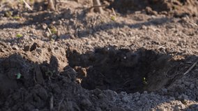 Closeup view 4k video footage of anonymous person planting young sprouted green sprout of zucchini or squash plant putting it inside of small hole in fresh organic soil outdoors in early spring season