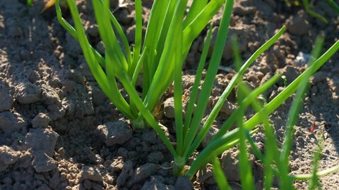 Closeup view 4k stock video footage of fresh young green foliage of organic onions plants growing in sunny windy spring garden outdoors