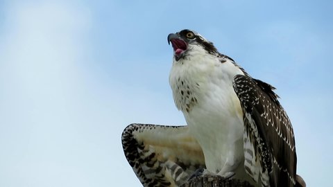 Osprey calling out with bird call sounds in windy weather