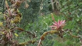 Clip from the rainforest in Costa Rica, Talamanca mountains, National Park Los Quetzales. Green tree with the red and purple bromelia, monocot flowering epiphytic plant. Jungle Costa Rica video.