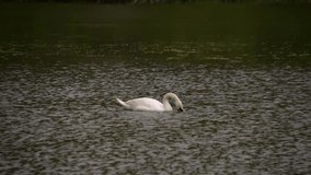 A lone swan swims on the lake and searches for food.