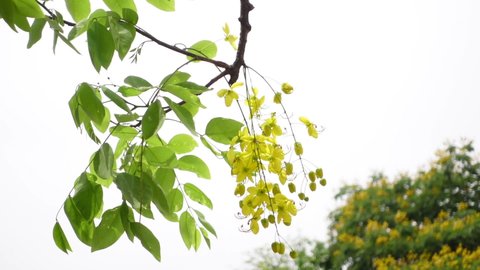 Cassia fistula known as the golden rain tree yellow flowers is swaying in the wind. Yellow flower in isolated white background. Slow-motion video.
