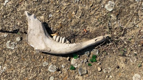 cow jaw with teeth. animal bones on the ground