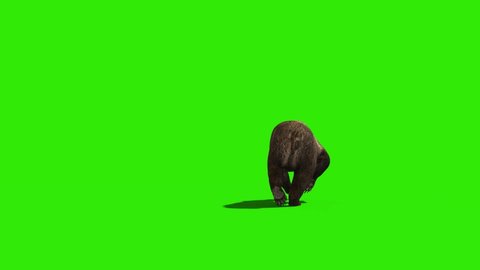 Bear Runs Green Screen Back 3D Rendering Animation 4K