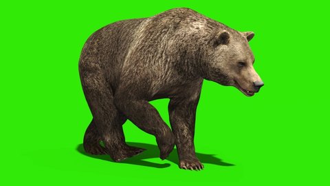 Bear Walkcycle Green Screen Loop 3D Rendering Animation 4K