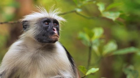 pix Monkey Kiss Camera funny looking zanzibar red colobus monkey watching at camera calmly and curiously smiling primate sitting on tree branch encounter tourist during safari concept of wildlife nature fauna tanzania
