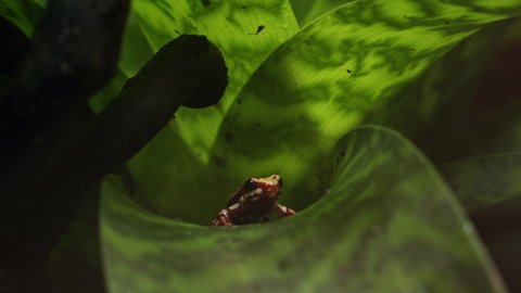 Anthony's poison arrow frog is hiding among big green leaves. Red and white striped frog is endemic to Ecuador and Peru