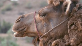Camel Eating Grass CU. High quality video footage
