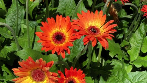 4K HD video zooming in on vibrant orange and yellow Gerbera Daisy flowers blowing in the wind
