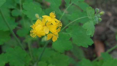 flowers and leaves of the medicinal plant celandine close-up