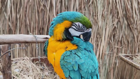 Cute parrots are very tame in the zoo